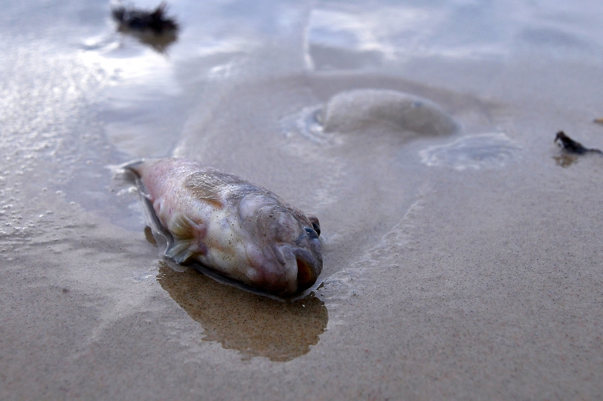 Рыба в грязной воде. Рыбка выброшеная на берег. Мертвая рыба на берегу. Гибель рыбы из за загрязнения.