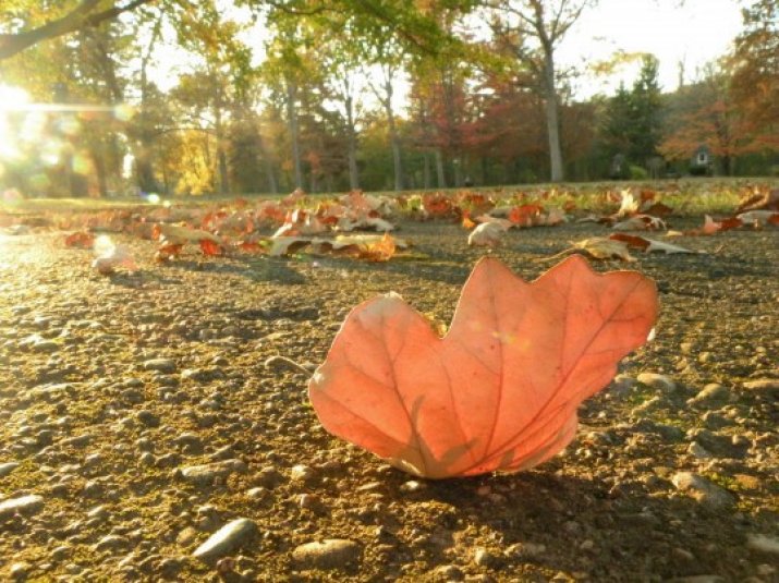 листва осень гравий солнце бордюр загрузить