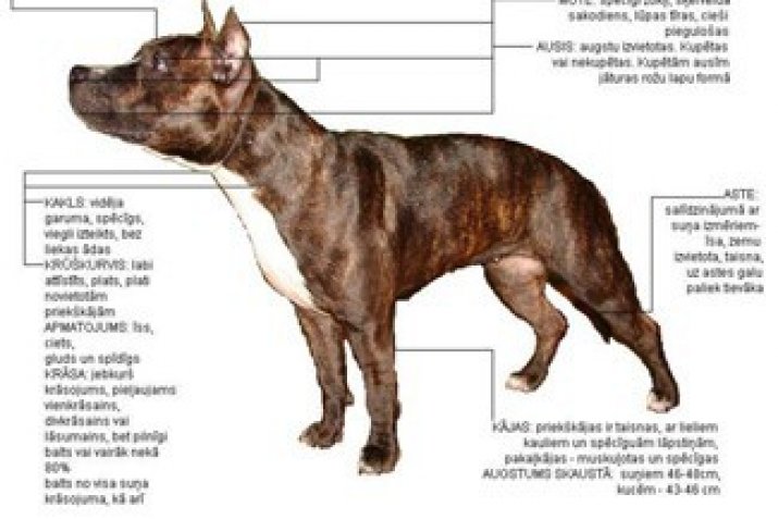 Рассмотрите фотографию собаки породы американский стаффордширский терьер и выполните задания