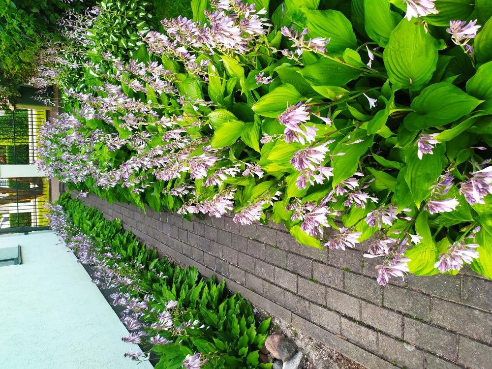Advert image